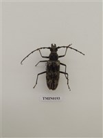 藏品(刺胸山天牛)的圖片